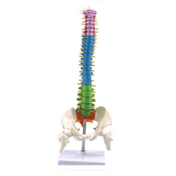 45Cm com Pélvica Humanos Anatômica Anatomia da coluna Vertebral a Coluna Vertebral Modelo de Recursos de Ensino para Estudantes